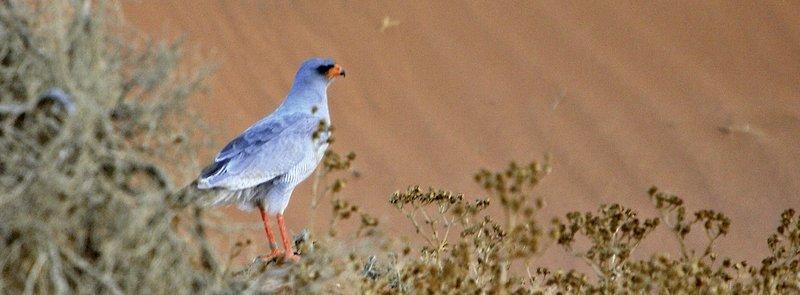 Sossusvlei Lodge, slika 5